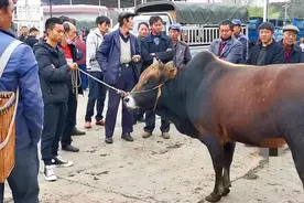 云南农村集市，耕地的黄牛主人卖40元1公斤，价格贵吗？