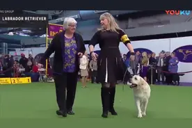 对比看看两届西敏寺犬展拉布拉多冠军，哪个是你喜欢的