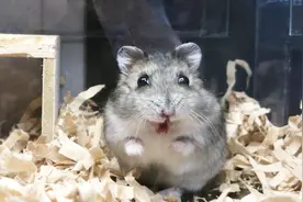 仓鼠：哼！你知道我生气了吗？