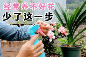 经常给花卉“喷雾”的好处，难怪经常养不好，是少了这一步视频封面