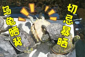血的教训，千万不要让乌龟在太阳下暴晒！不然可能追悔莫及！