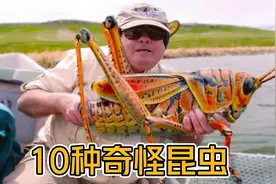 头上有犄角？那些最奇怪的10种昆虫