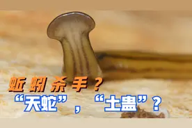 号称蚯蚓“杀手”-可怕的陆地扁形虫-锤头虫（笄蛭涡虫）视频封面