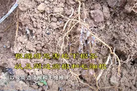 苹果绵蚜、根绵蚜，应该如何区分，又该如何防治？