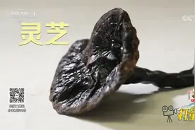 灵芝属于补益药，具有安神定志、健脾益气、止咳平喘作用视频封面