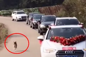 女主人结婚狗狗狂追婚车十几公里，狗狗：用自己的方式送你出嫁视频封面