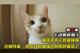 猫哥哥为了保护妹妹双腿被弄残，以后只能妹妹来照顾哥哥了，温馨视频封面