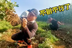 农村大哥地里薅花生为啥还没熟就急着刨，拿起一瞧，明白了