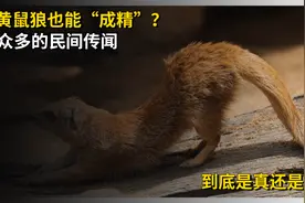 黄鼠狼能“成精”？民间传闻太多，到底是真是假视频封面