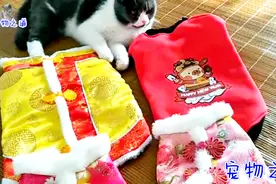 小猫向猫妈妈显摆新衣裳，被母猫打了一巴掌，委屈的眼神让人心疼