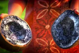 椰子长出来是黑的，海里也没有鱼，大海到底被什么污染了？