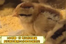 雏鸡胎粪排完后，将全价雏鸡饲料撒在垫铺上，让其自由采食