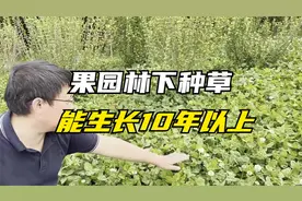 果园、林下想种绿肥，又能作饲草用，白三叶效果好，能长10年以上