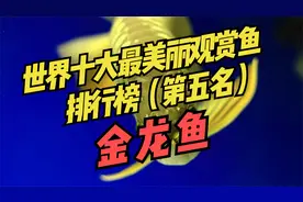 世界十大最美丽观赏鱼排行榜（第五名）：龙鱼~