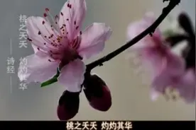 十大晋药之活血妙药·桃仁视频封面