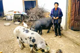 四川凉山84岁彝族老奶奶，养两头猪生活很原始，看他们吃饭好奇怪视频封面