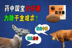 药中国宝片仔癀，一粒卖760！它凭啥这么贵？看看它的原料就懂了!