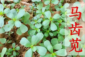 “马齿苋”是个宝，拿它煮水有3大妙用，家家户户都需要！