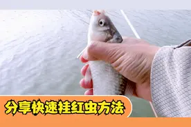 钓鱼红虫这样挂钩，专诱大鲫鱼，速度快又安全视频封面