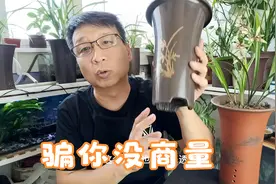 养兰花的新骗局，你了解多少