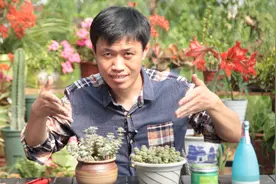 哎呀，钱串、星王子等多肉徒长啦，咋办呢