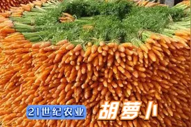 胡萝卜的一生｜现代农业种植和收获胡萝卜视频封面