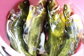 喜欢吃黄骨鱼的要收藏，学会这个做法，鲜嫩入味，一次5条不够吃