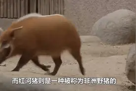 破坏力极强的红河猪，早在非洲泛滥成灾，将它引进中国的时候到了