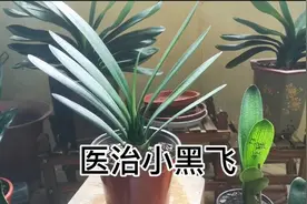 一棵君子兰花盆生出很多小黒飞，看我怎样一步一步消灭它视频封面