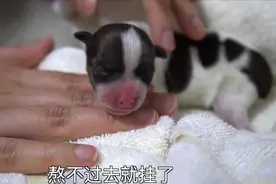 出生2天的小狗突然抽搐，四肢僵硬像木头，按压后背救活，啥怪病视频封面