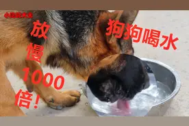 把镜头放慢1000倍看狗狗喝水，跟你想象中的一样吗？视频封面