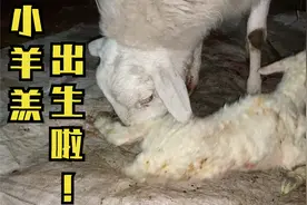 实拍母羊生小羊，记录头胎母羊生羔全过程，分享母羊爱子深情画面