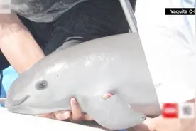 加湾鼠豚濒危全球仅剩30只，Vaquita CPR斥资进行物种保护视频封面