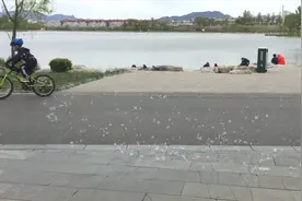 四月又是柳絮飘飞，但为什么不把柳絮收集起来当棉花用呢？
