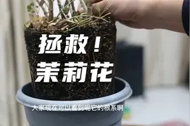 茉莉花养死了不要扔，园艺师教你救活它，包括修剪换盆施肥技巧