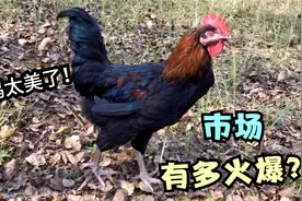 农村深山散养的正宗土鸡长啥样？一只10斤满山跑，排队都买不到视频封面