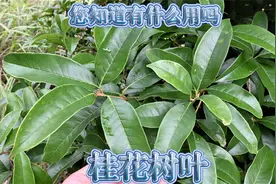 农村常见“桂花树叶”，您知道有哪些用途？一起来了解下