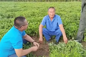 辽宁阜新彰武花生种植模式与福达管理田间查看，亩产会如何呢？