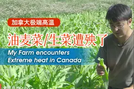 加拿大极端高温：农场遭遇严峻考验，好多蔬菜遭殃了！
