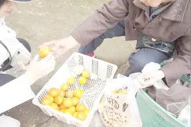 重庆江津慈云镇买橘子：2块一斤，很甜皮硬，不知是什么品种？