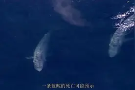 记录片《蓝鲸王国-Kingdom Of The Blue Whale》视频封面