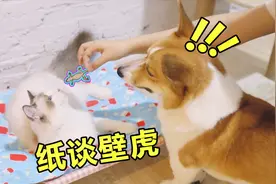 贴个假壁虎在墙上，小猫咪就以为是蚊子，直接窜了上去！视频封面