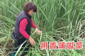 香蒲，俗称水蜡烛，做成鲜美的香蒲肉丝，吃过的都说好吃