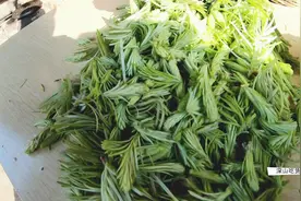 云南美食杉老树的嫩芽，采一点回家慢慢吃