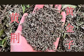 山里宝藏植物黄荆，种子又叫“黄金子”，妙用与好处了解吗？视频封面