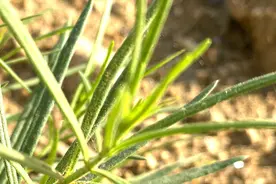 “女青”有什么用？一位80多岁的老奶奶告诉你，后悔知道得晚了视频封面