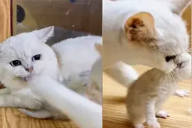 公猫带娃不耐烦，猫妈妈霸气教育就是一拳视频封面