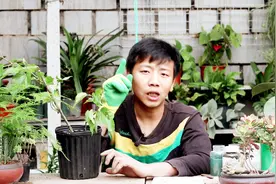 网购果桑，换盆注意“几件事”，做好不落果，果子大又甜，好吃！