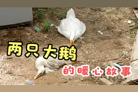 一只大鹅无微不至，不离不弃照顾它的残疾兄弟，连主人都被感动了视频封面