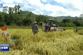 一次播种连收几茬！多年生水稻在陆川通过测产验收视频封面